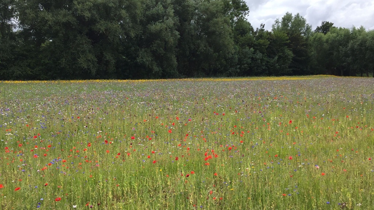 Photo of Outdoor in Vlissegem