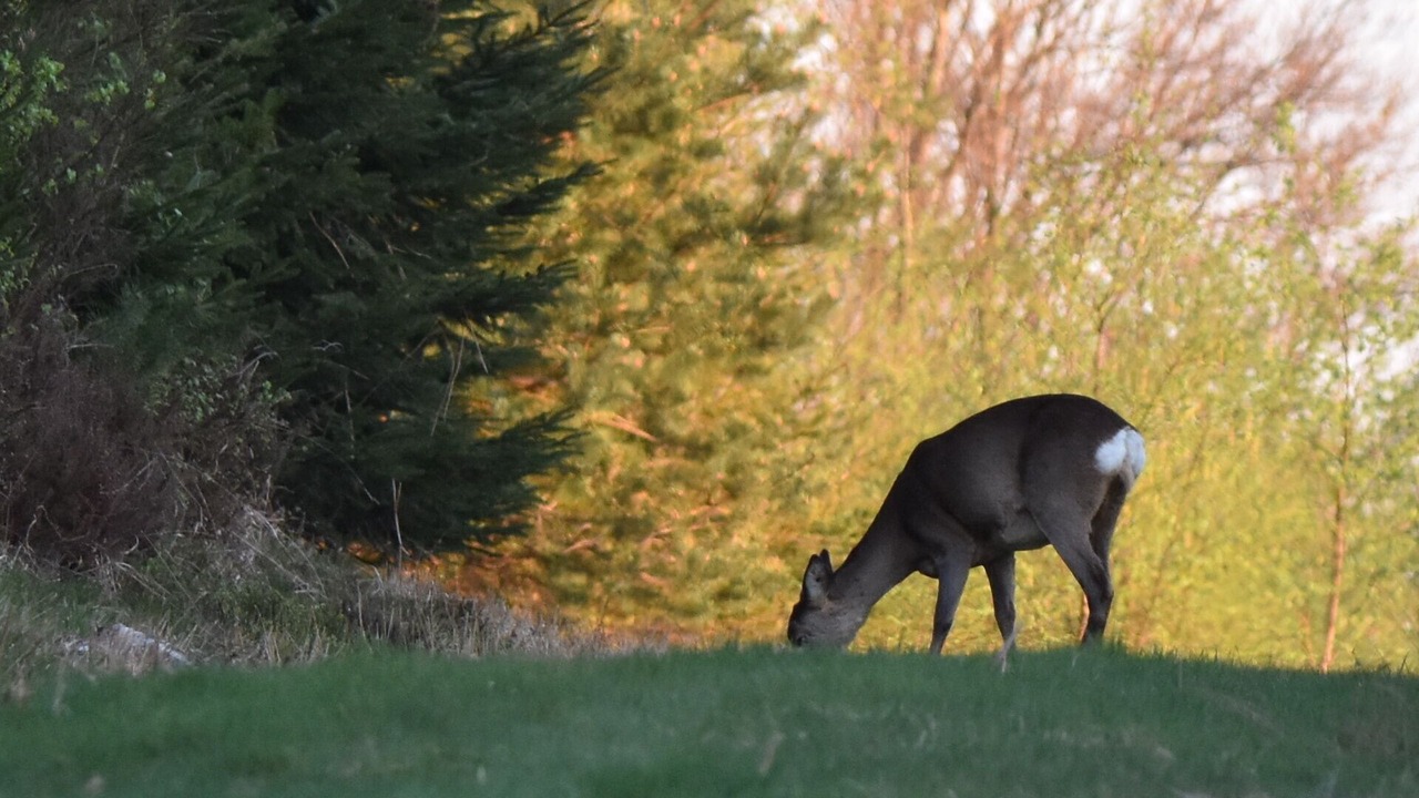 Photo of Outdoor in Harre