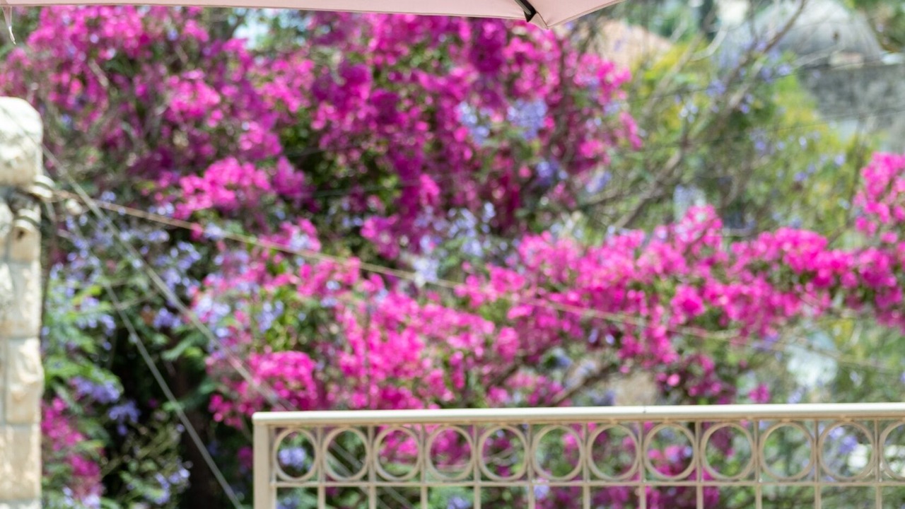 Photo of Outdoor in Ein Karem