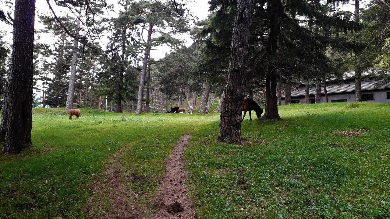 Photo of Others in Maienfeld