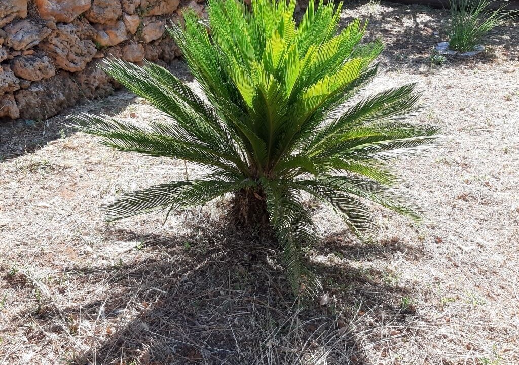 Photo of Outdoor in Island Hvar