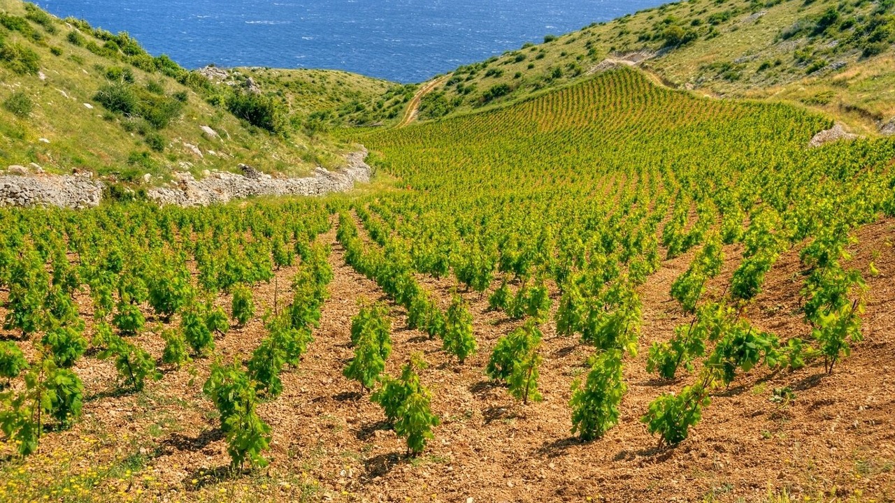 Photo of Others in Island Hvar