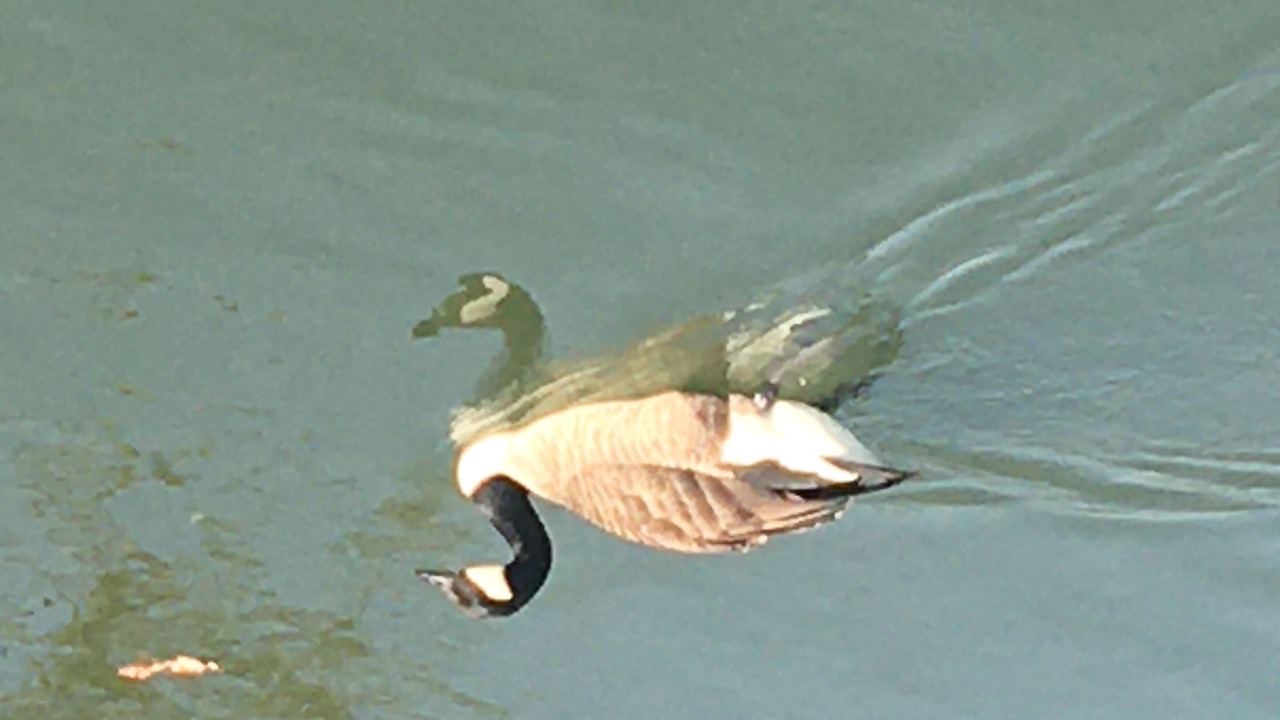 Photo of Others in Pont-sur-Yonne
