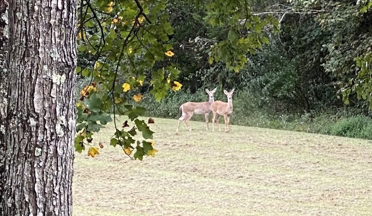 Photo of Outdoor in Silva