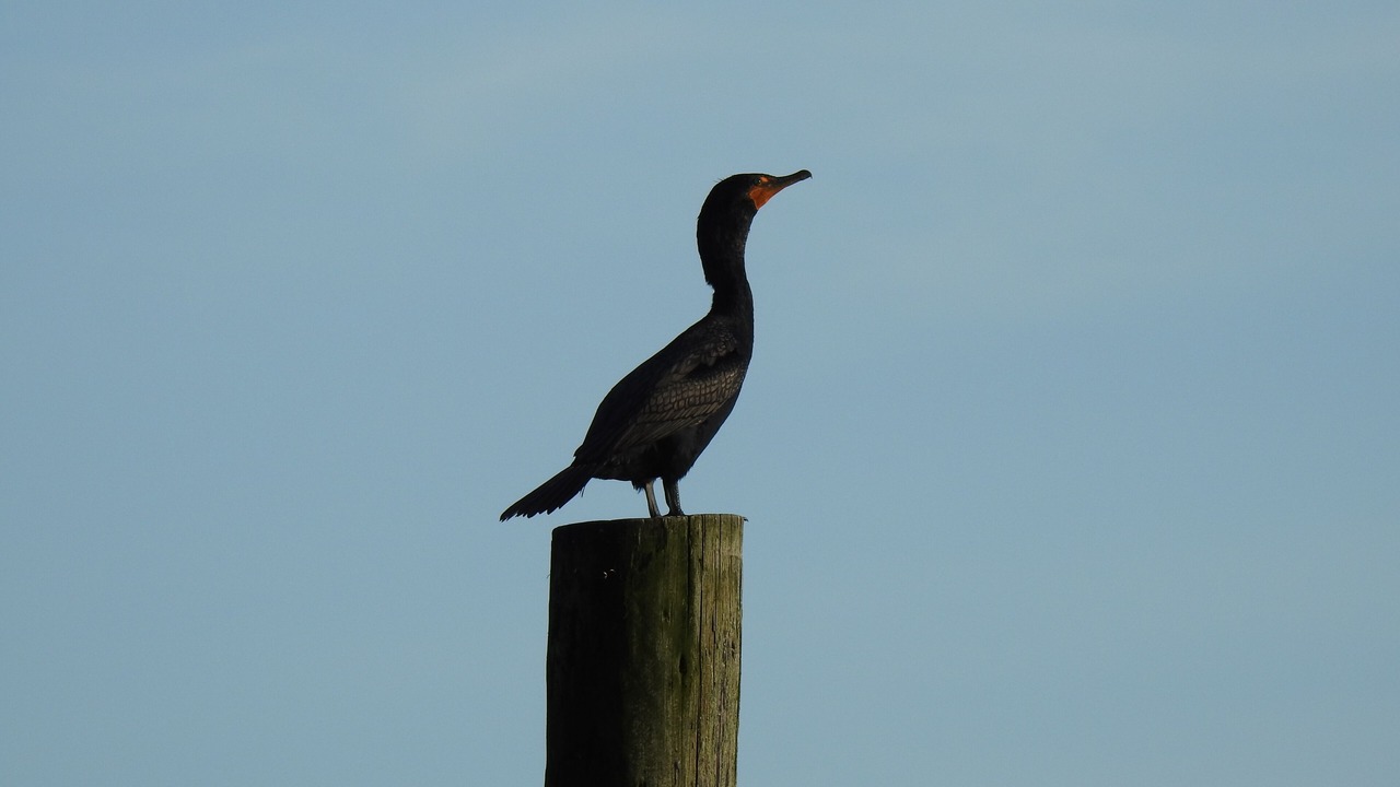 Photo of Outdoor in Sooke