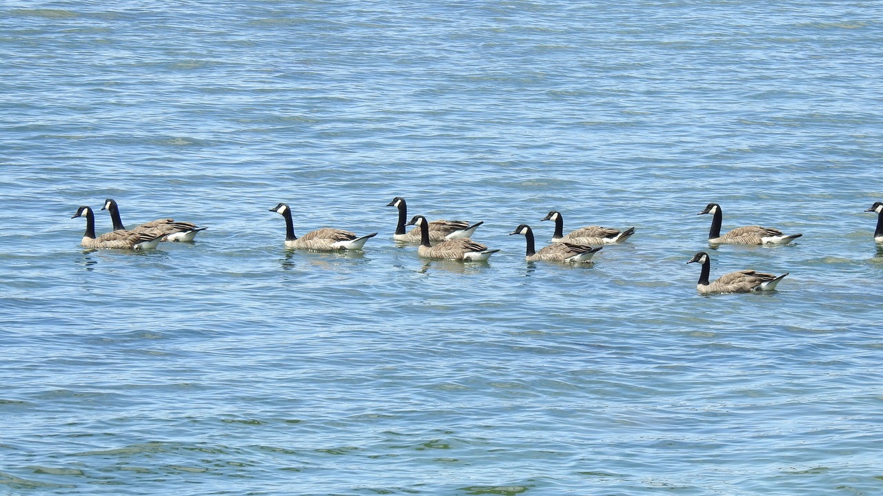 Photo of Others in Sooke
