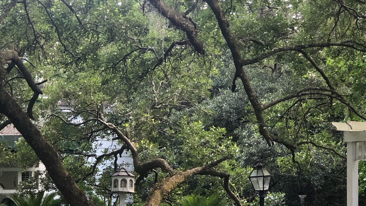 Photo of Others in Summerville Historic District