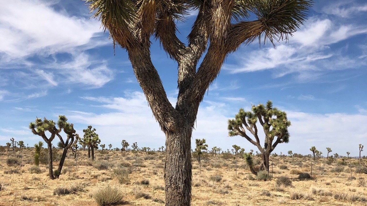 Photo of Others in Yucca Valley