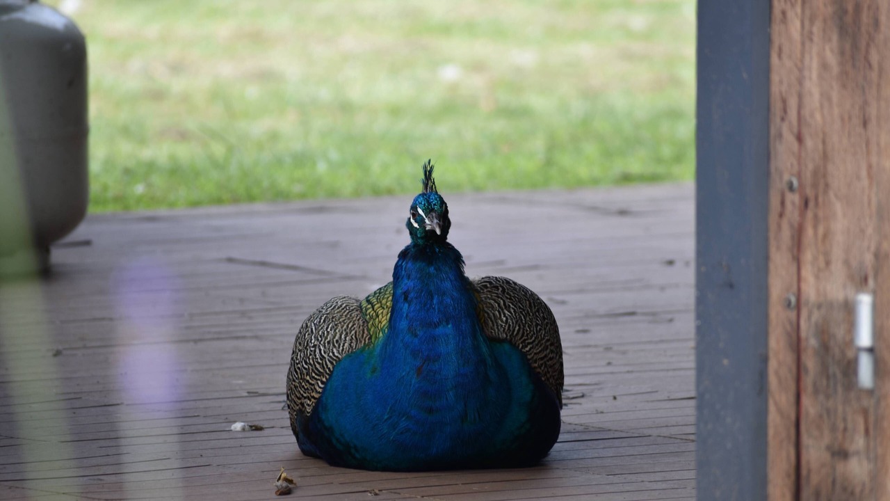 Photo of Outdoor in Austinville