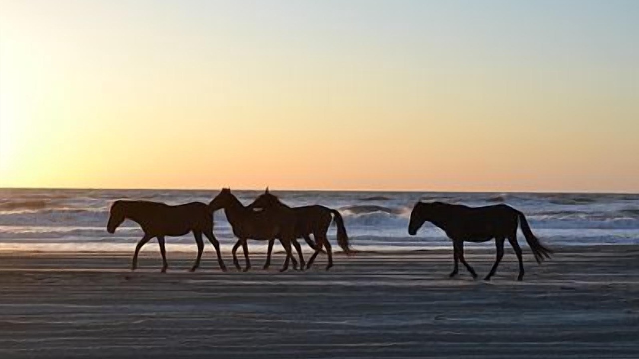 Photo of Others in Carova Beach