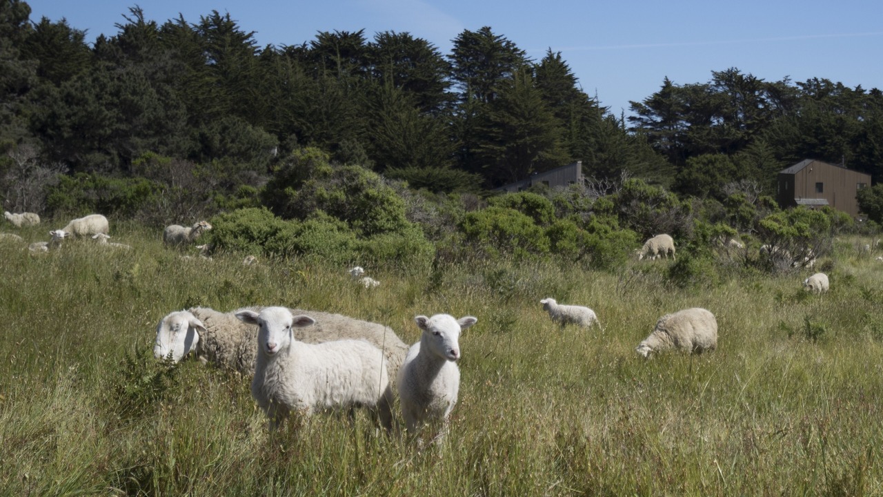 Photo of Others in Sea Ranch