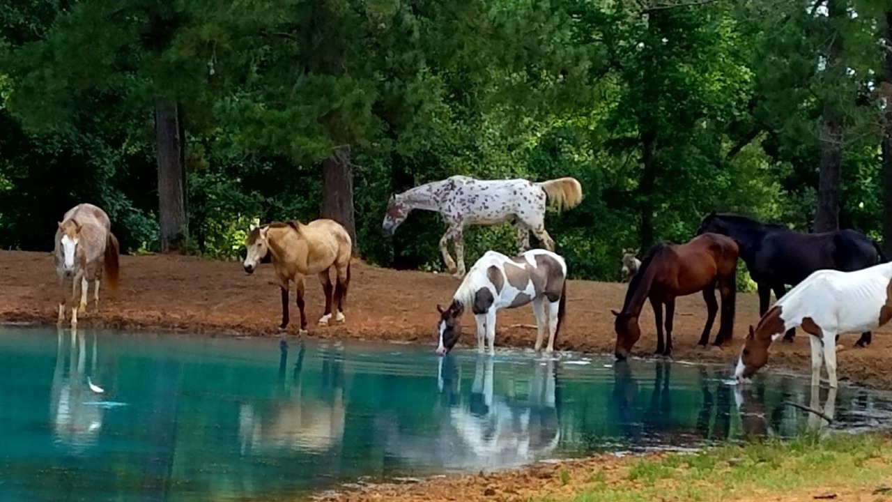 Photo of Outdoor in Waller