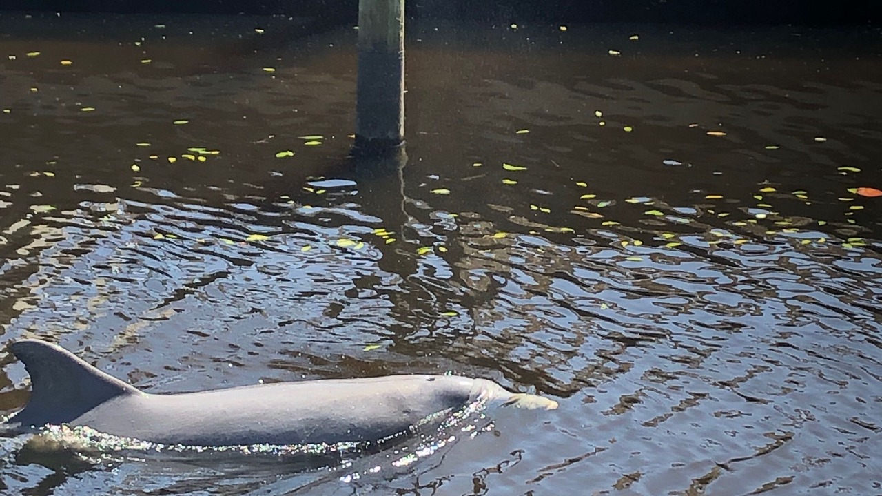 Photo of Others in Bonita Springs