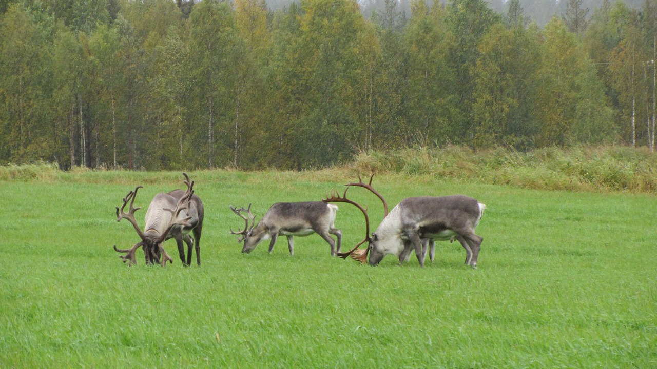 Photo of Others in Sonka