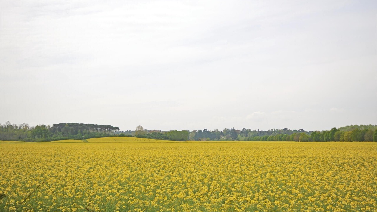 Photo of Others in Montopoli in Val d'Arno