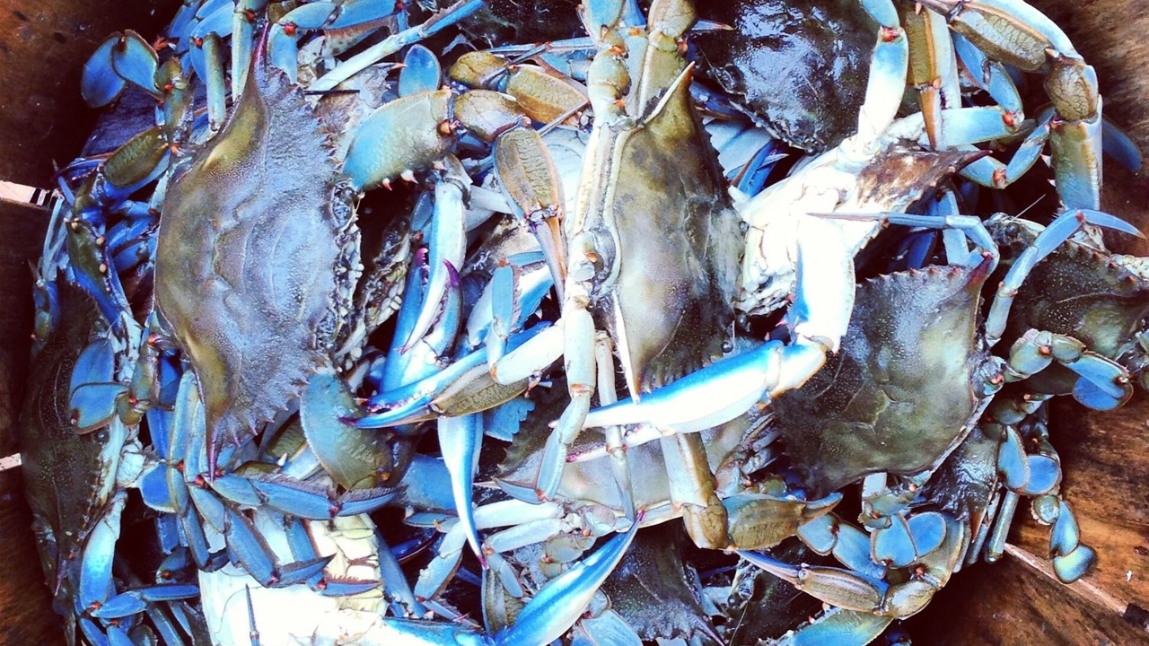 Photo of Others in South Bethany