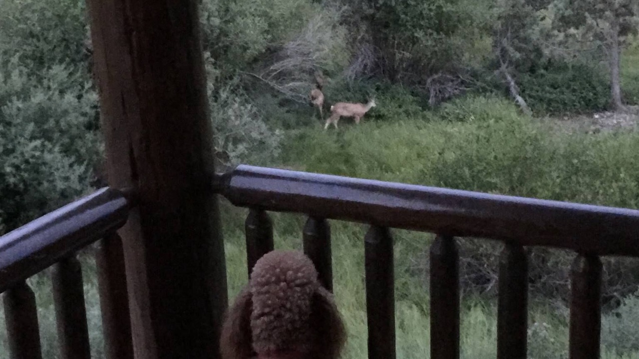 Photo of Outdoor in Mammoth Creek