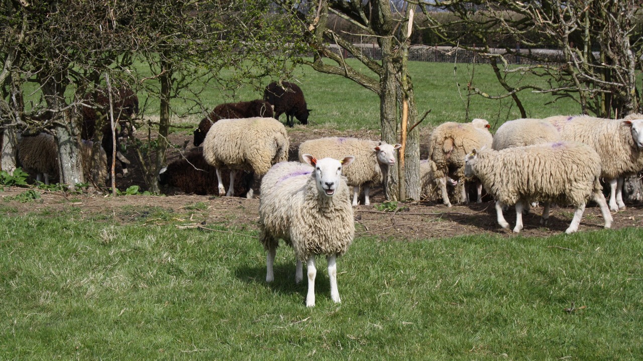 Photo of Others in Lacock