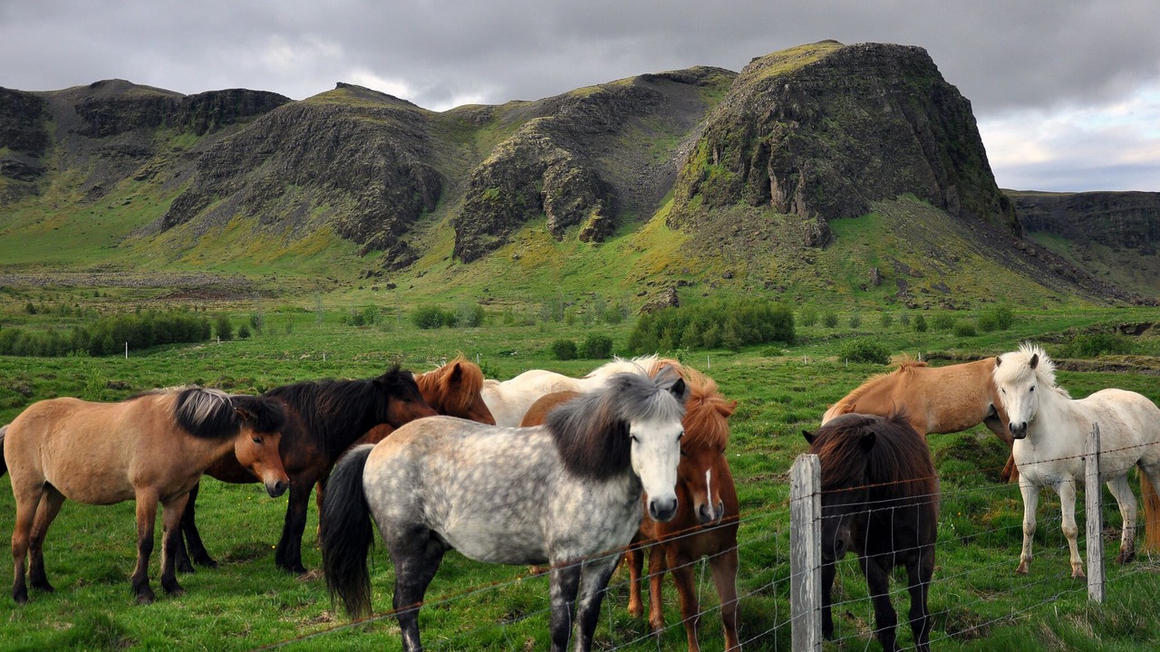 Photo of Others in Borgarnes