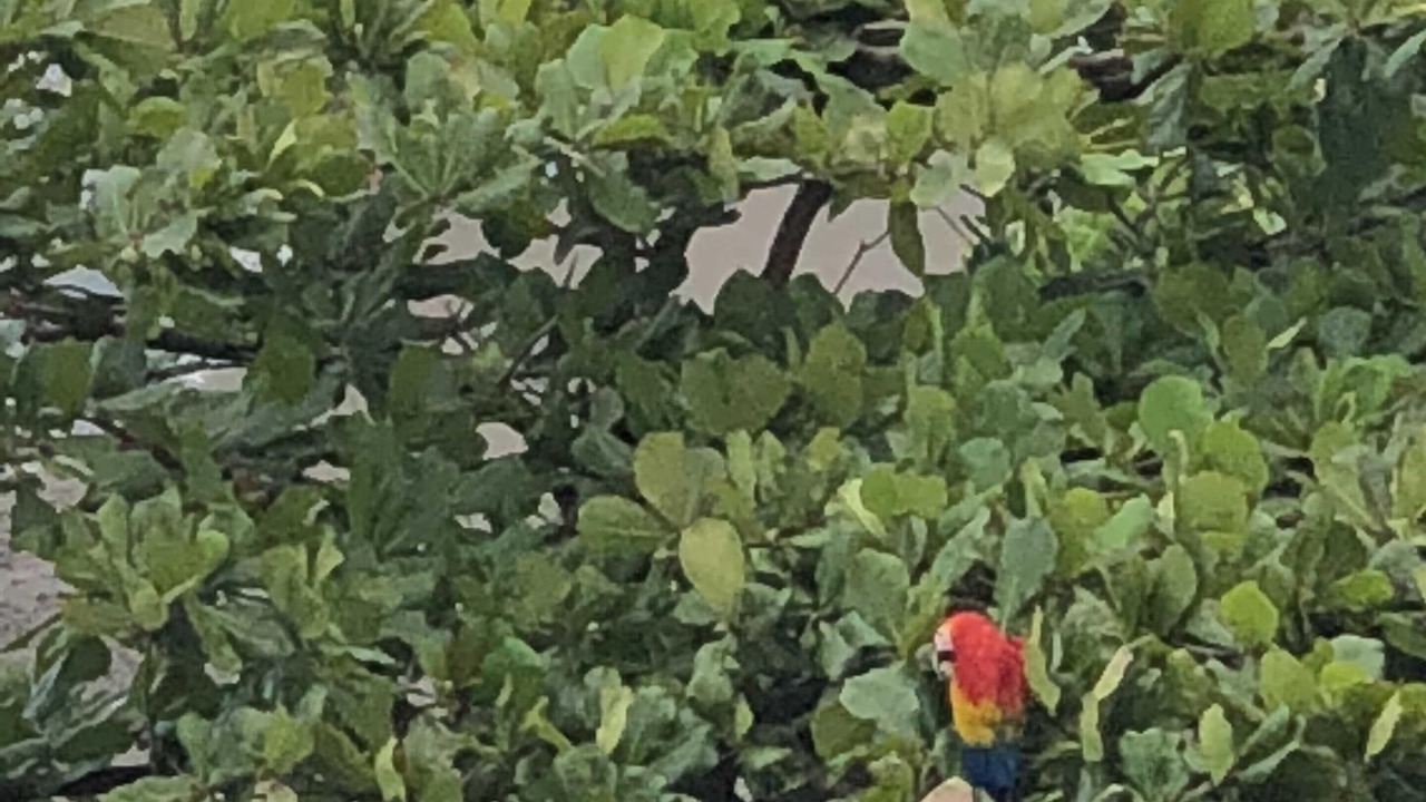 Photo of Others in Jaco