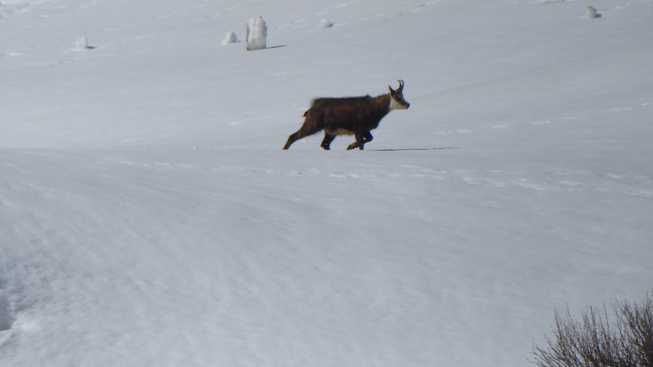Photo of Others in Zermatt City Centre