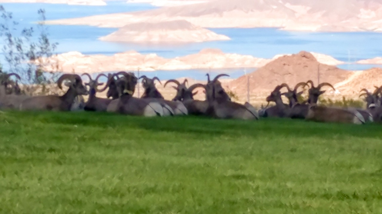 Photo of Others in Green Valley North
