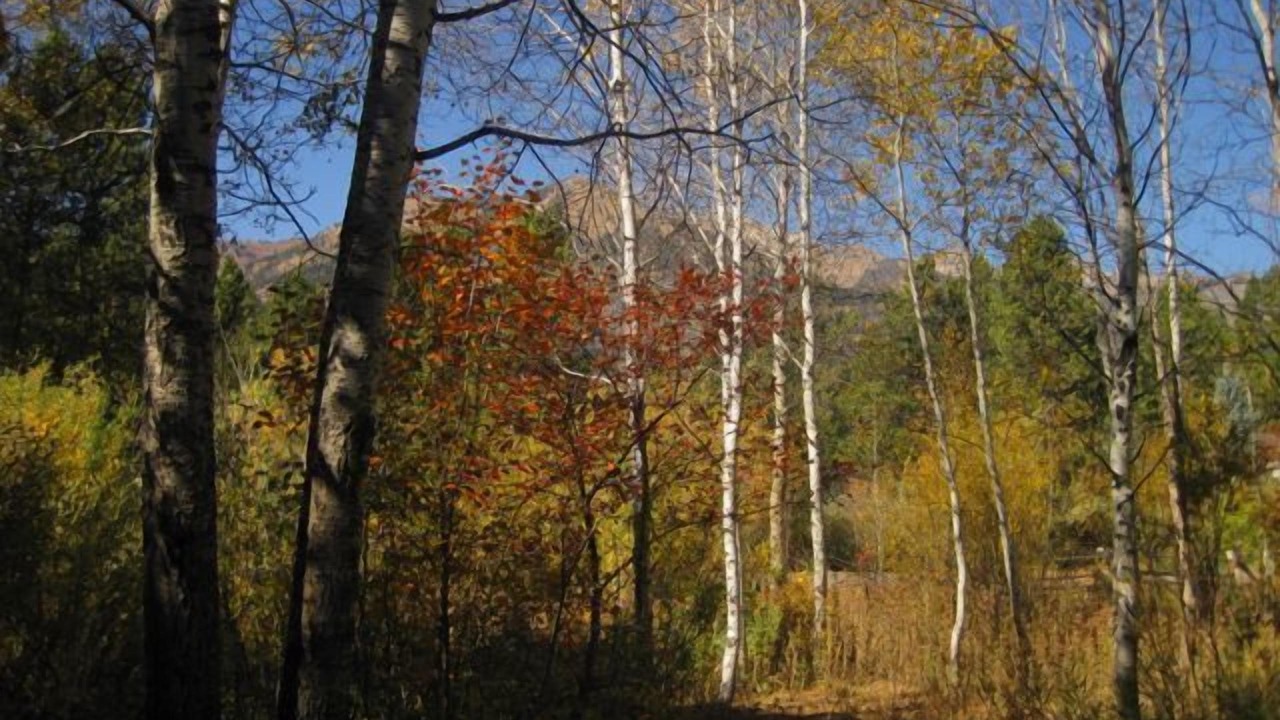 Photo of Others in Moose Wilson Road