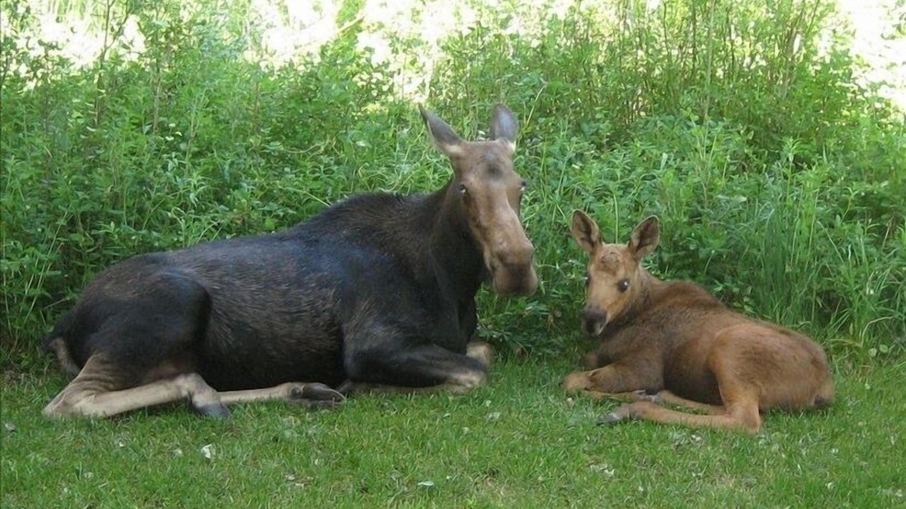 Photo of Others in Moose Wilson Road