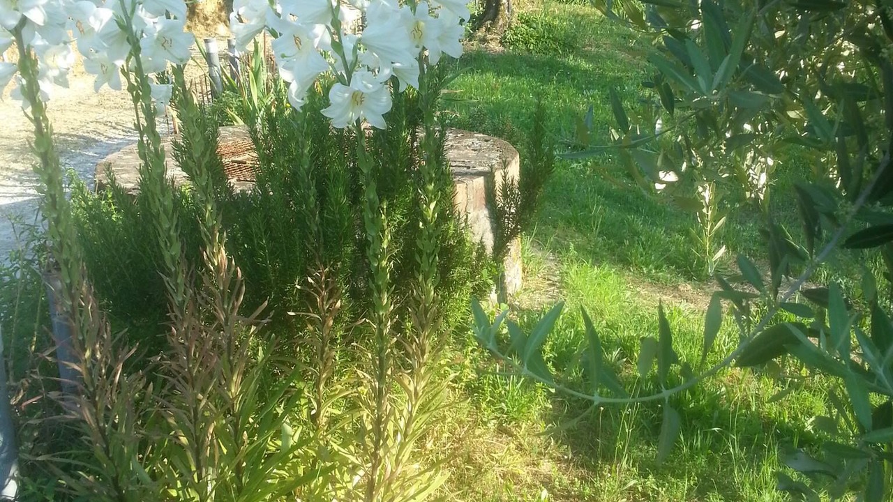 Photo of Outdoor in Massa e Cozzile
