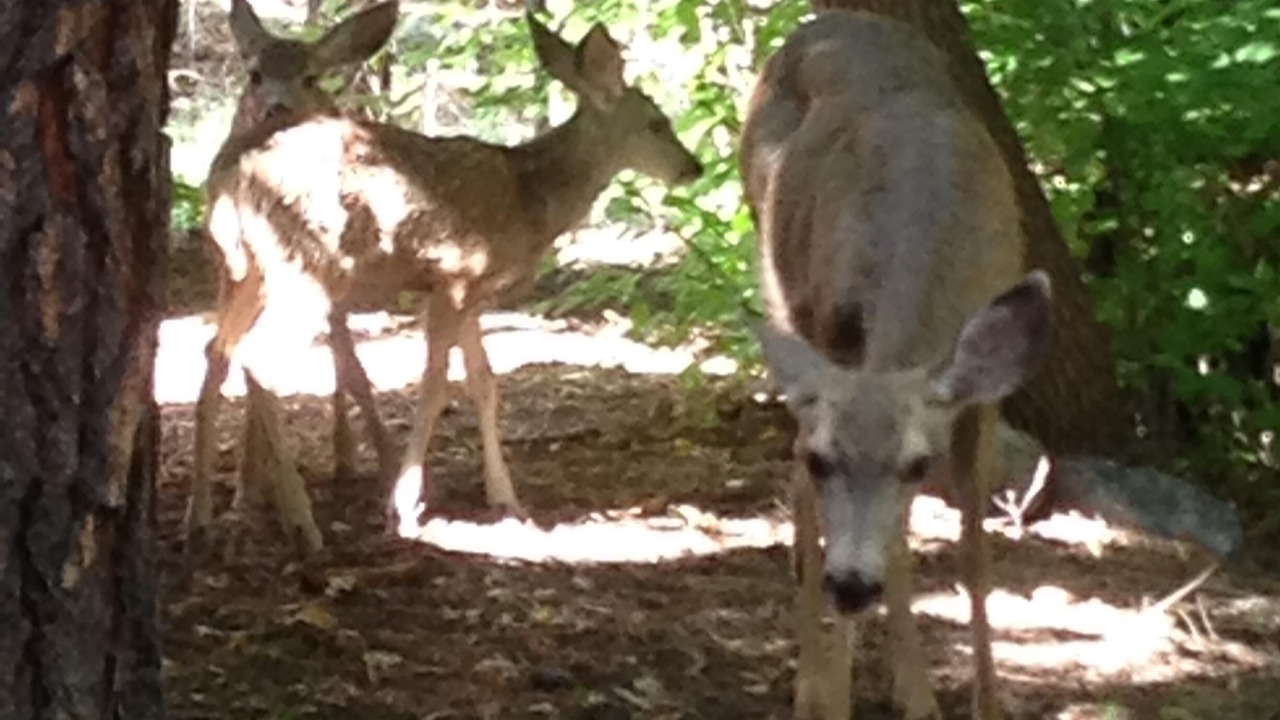 Photo of Others in Ruidoso
