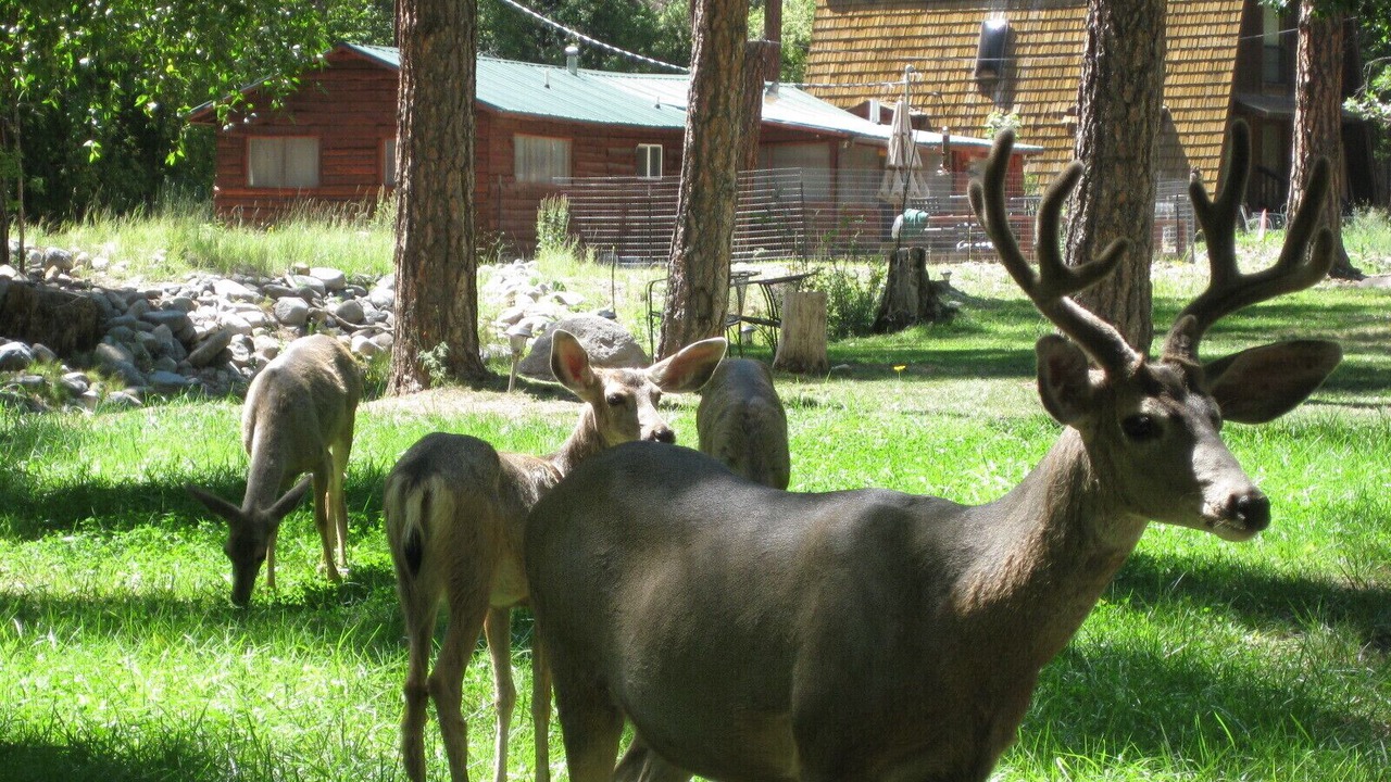 Photo of Others in Ruidoso