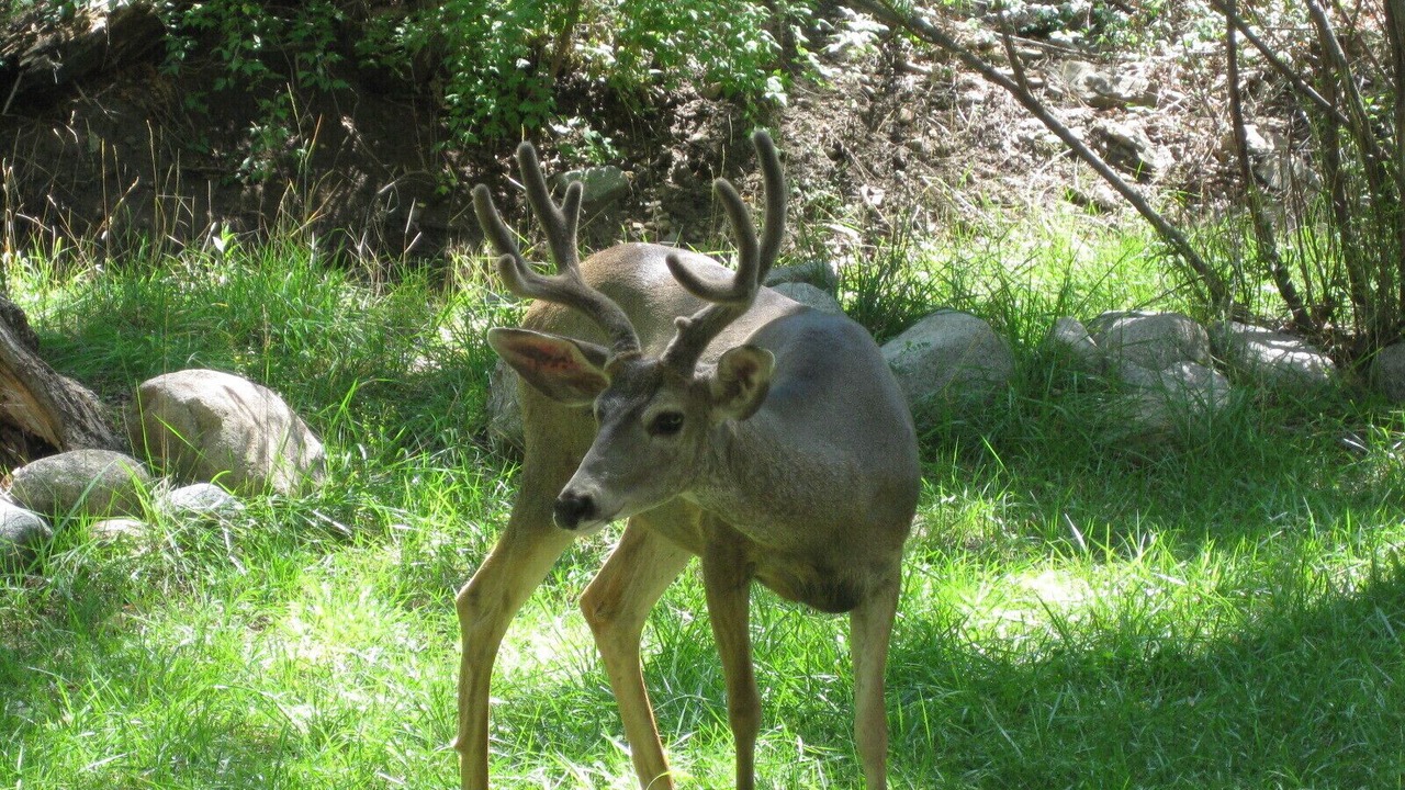 Photo of Others in Ruidoso