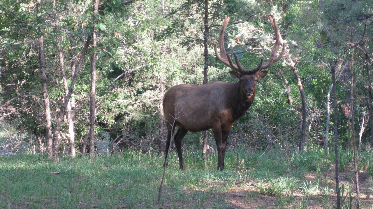 Photo of Others in Ruidoso