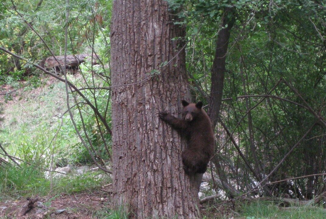 Photo of Others in Ruidoso