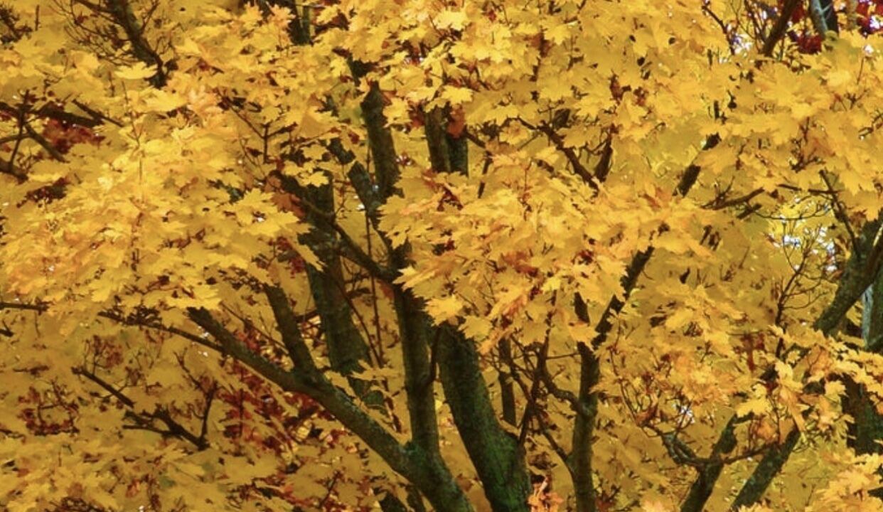 Photo of Outdoor in Cheboygan