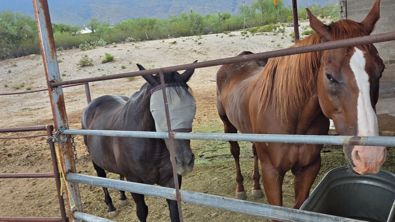 Photo of Outdoor in Tanque Verde