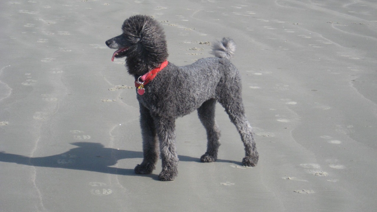 Photo of Others in West Beach