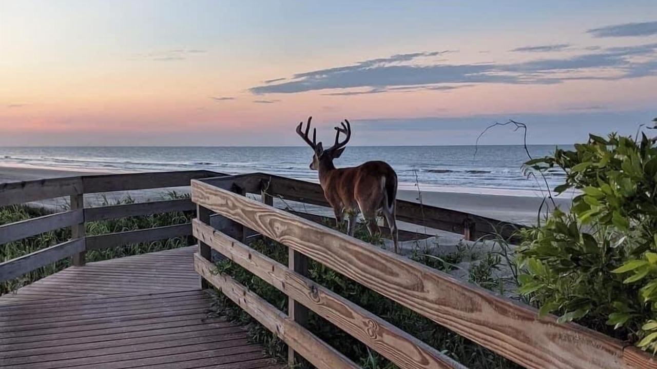 Photo of Others in West Beach