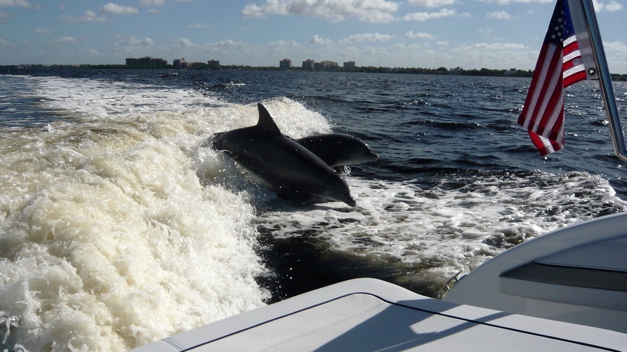 Photo of Others in Cape Coral