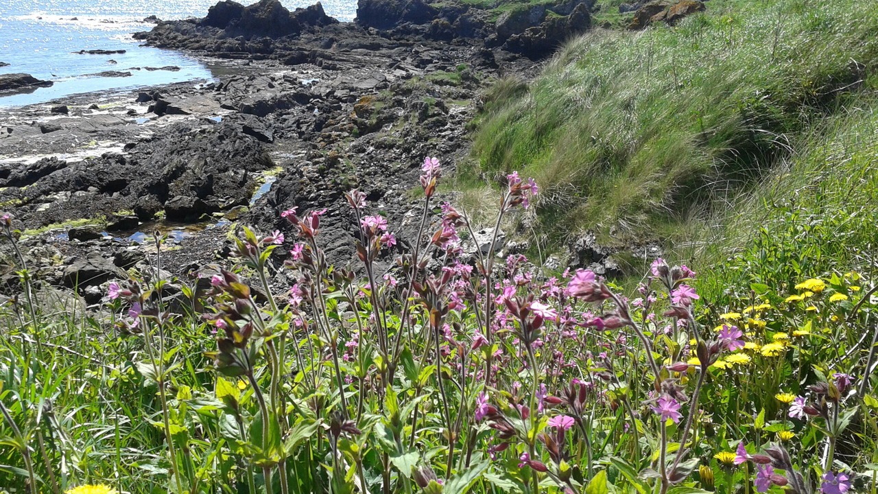 Photo of Others in Pittenweem