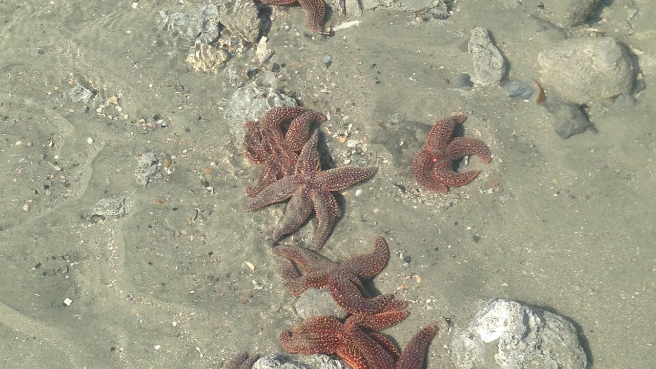 Photo of Others in Folly Beach