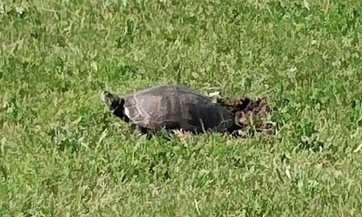 Photo of Others in Hamilton