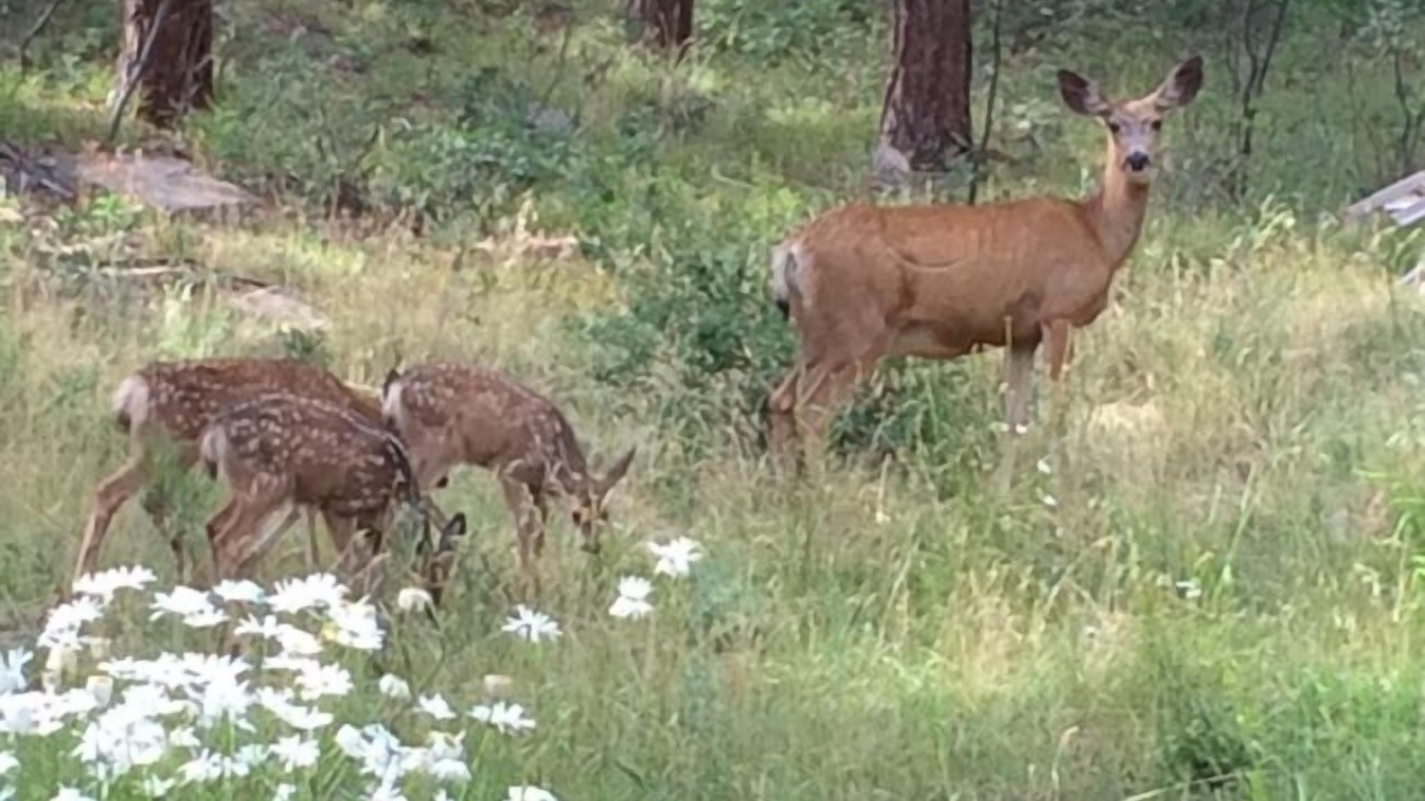 Photo of Others in Forest Lakes