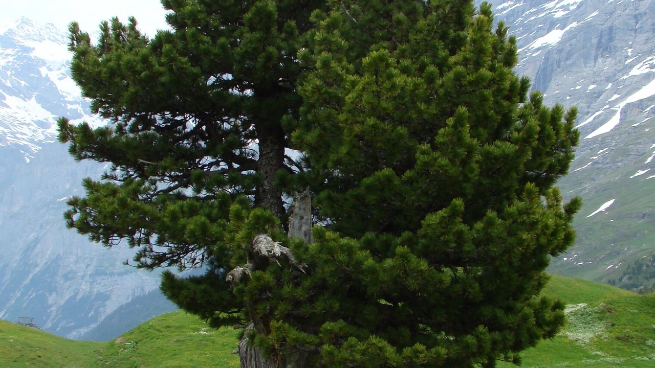Photo of Others in Grindelwald