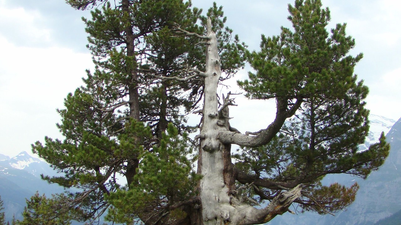 Photo of Others in Grindelwald