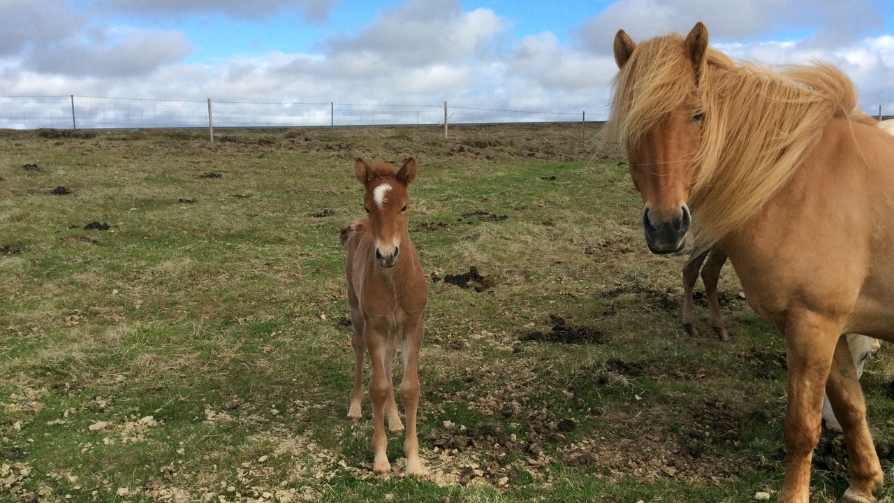 Photo of Outdoor in Selfoss