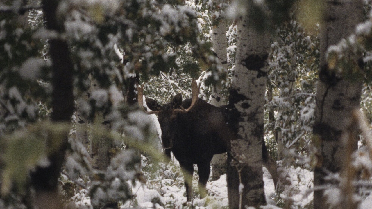 Photo of Others in Sundance