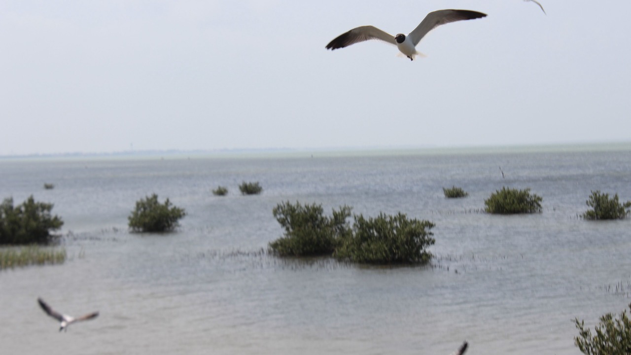 Photo of Others in Port Isabel