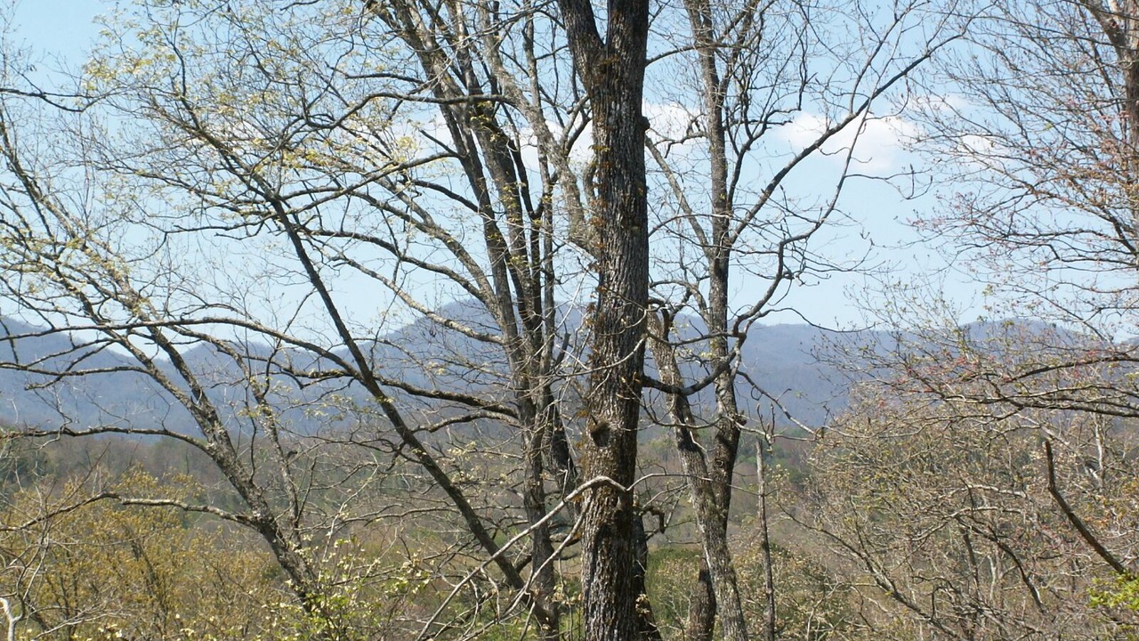 Photo of Others in Qualla