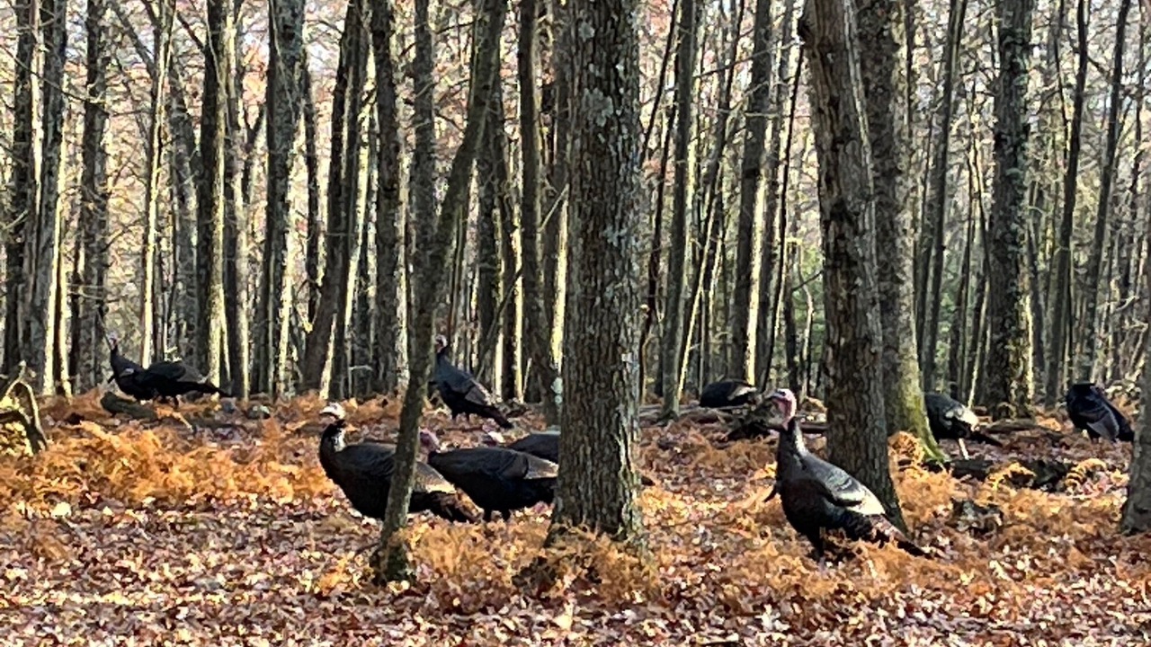 Photo of Others in Bushkill